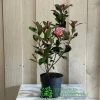 Photinia Fraseri 'Carré Rouge' 2Ltr Pot (NL) 1 Photinia Fraseri 'Carré Rouge' 2Ltr Pot (NL) -Green Garden Shop 0000000398517 2