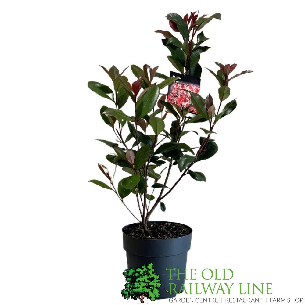 Photinia Fraseri 'Carré Rouge' 2Ltr Pot (NL) 5 Photinia Fraseri 'Carré Rouge' 2Ltr Pot (NL) - Image 3