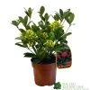 Skimmia Japonica 'Temptation' 2Ltr Pot (NL) -Green Garden Shop 0000000398528