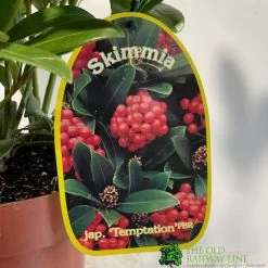 Skimmia Japonica 'Temptation' 2Ltr Pot (NL) -Green Garden Shop 0000000398528 2