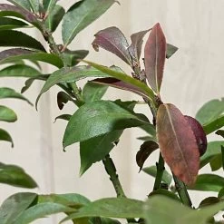 Euonymus Alatus 'Compactus' Plant 4Ltr Pot (NL) -Green Garden Shop 00000275 3