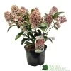 Skimmia Japonica 'Rubella' 3Ltr Pot (NL) 1 Skimmia Japonica 'Rubella' 3Ltr Pot (NL) -Green Garden Shop 00000286