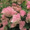 Hydrangea 'Vanille-Fraise' 40cm Tall (NL) -Green Garden Shop 00000627 61d5339e ca8a 49fe 930a 716fa5a2a5f6