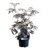Sambucus Nigra 'Black Lace' Plant 3 Ltr Pot