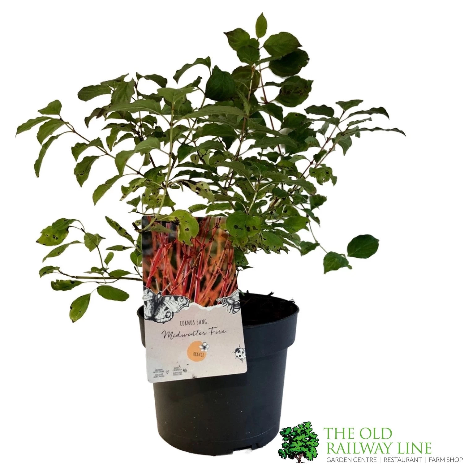 Cornus 'Midwinter Fire' Plant 3Ltr Pot (NL) 3 Cornus 'Midwinter Fire' Plant 3Ltr Pot (NL)
