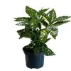 Aucuba Japonica 'Golden King' 2Ltr Pot (NL) 1 Aucuba Japonica 'Golden King' 2Ltr Pot (NL) -Green Garden Shop 00002104