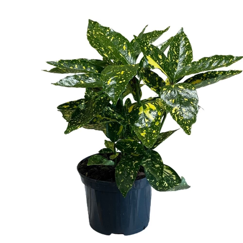 Aucuba Japonica 'Golden King' 2Ltr Pot (NL) 2 Aucuba Japonica 'Golden King' 2Ltr Pot (NL)