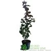 Corylus 'Red Majestic' Hazel Tree 70cm Tall (NL) -Green Garden Shop 00002653