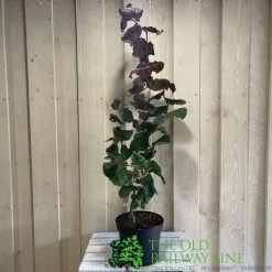 Corylus 'Red Majestic' Hazel Tree 70cm Tall (NL) -Green Garden Shop 00002653 2