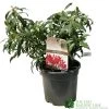 Pieris 'Forest Flame' 2Ltr Pot (NL) 1 Pieris 'Forest Flame' 2Ltr Pot (NL) -Green Garden Shop 00002656