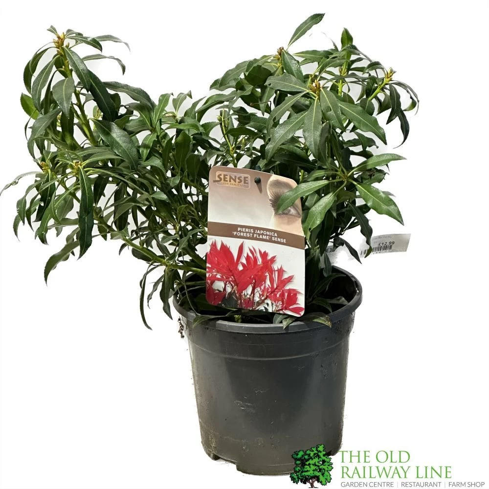 Pieris 'Forest Flame' 2Ltr Pot (NL) 3 Pieris 'Forest Flame' 2Ltr Pot (NL)