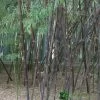Phyllostachys 'Nigra' Bamboo 1m Tall -Green Garden Shop 00002659