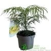 Mahonia 'Soft Caress' 3Ltr Pot (NL) -Green Garden Shop 00003291