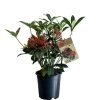 Skimmia Japonica 'Pabella' 1.5Ltr (NL) 2 Skimmia Japonica 'Pabella' 1.5Ltr (NL) -Green Garden Shop 00003295