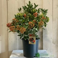 Skimmia Japonica 'Pabella' 4Ltr Pot (NL) -Green Garden Shop 00004158 2