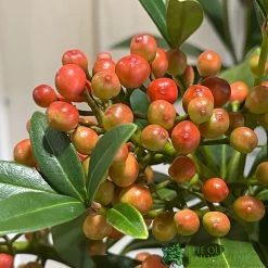 Skimmia Japonica 'Pabella' 4Ltr Pot (NL) -Green Garden Shop 00004158 3