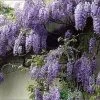 Wisteria Sinensis 'Prolific' Climber 7.5 Ltr Pot (NL) 1 Wisteria Sinensis 'Prolific' Climber 7.5 Ltr Pot (NL) -Green Garden Shop 00004785 a5d783ef 7206 4787 8d92 6f2c74dd9444