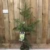 Cryptomeria 'Barabits Gold' Conifer5Ltr Pot (NL) 2 Cryptomeria 'Barabits Gold' Conifer5Ltr Pot (NL) -Green Garden Shop 00005465
