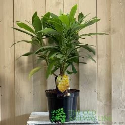 Edgeworthia Chrysantha 7.5Ltr Pot (NL)