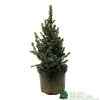 Picea 'Sanders Blue' Spruce Plant 3Ltr Pot (NL)