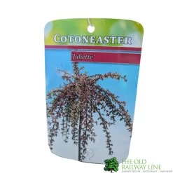 Cotoneaster 'Juliette' 80cm Tall (NL) -Green Garden Shop 30001111 1