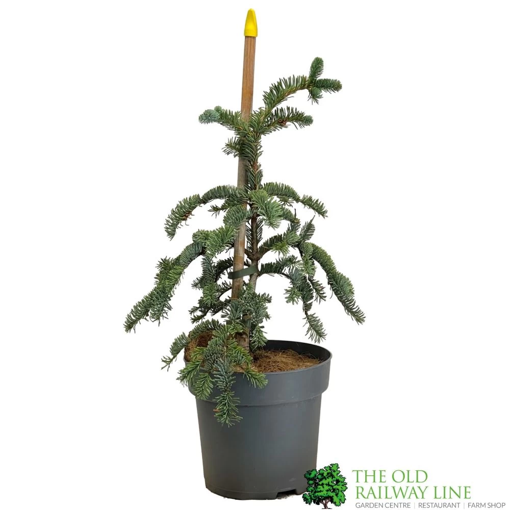 Abies 'Glauca' Noble Fir Conifer 3Ltr Pot (NL) 3 Abies 'Glauca' Noble Fir Conifer 3Ltr Pot (NL)
