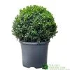 Buxus Ball 30cm Diameter Box Topiary Plant 7.5Ltr Pot -Green Garden Shop 30167099