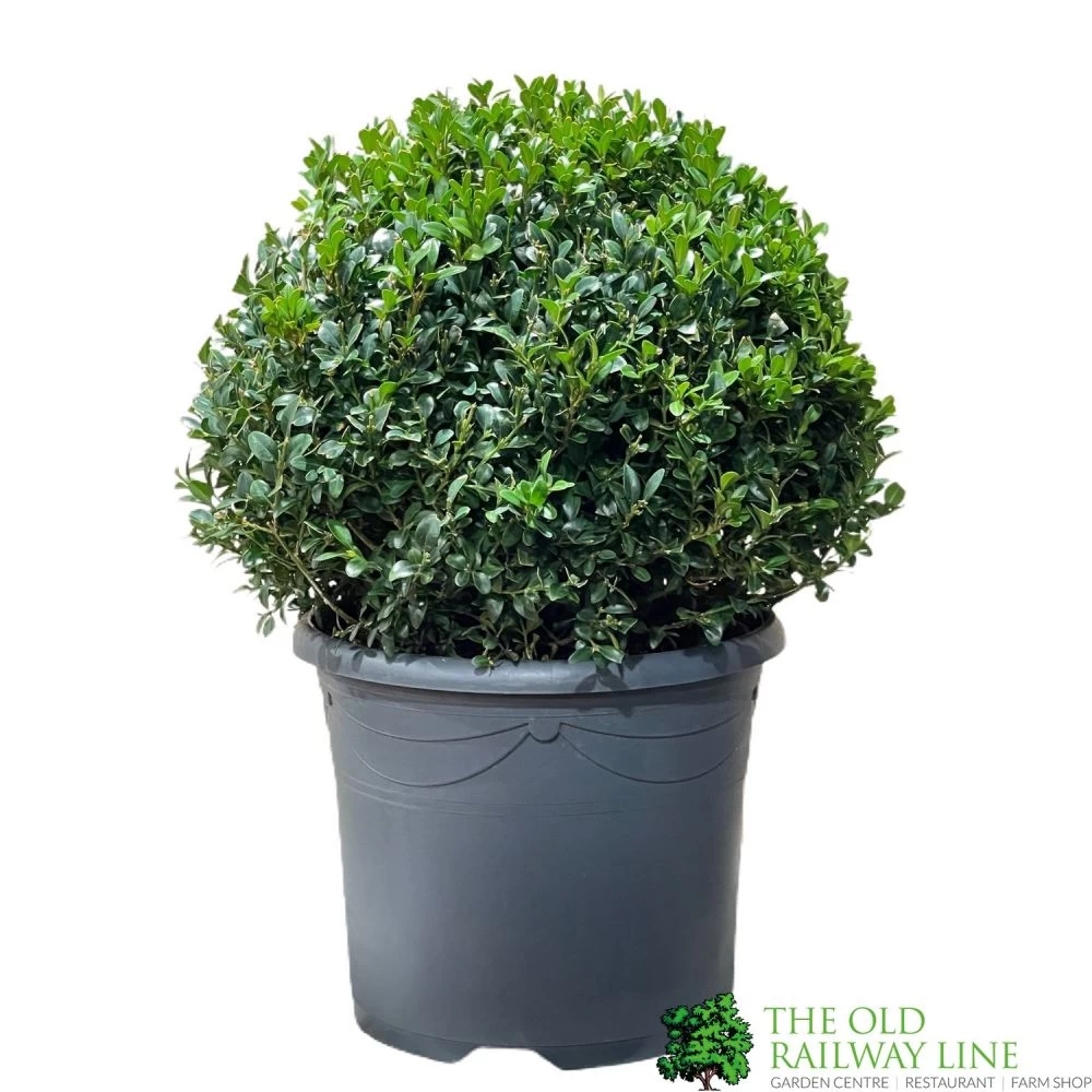 Buxus Ball 30cm Diameter Box Topiary Plant 7.5Ltr Pot 3 Buxus Ball 30cm Diameter Box Topiary Plant 7.5Ltr Pot