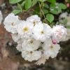 David Austin 'Adelaide D'Orleans' White English Rambling Rose -Green Garden Shop 30169553 36ff3121 f410 4626 9a2e 4e0328bf4912