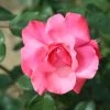Whartons 'Galway Bay' Pink Climbing Rose 4Ltr Pot -Green Garden Shop 5011622202319