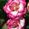 Pink Climbing Rose 'Handel' 4Ltr Pot -Green Garden Shop 5011622202357