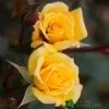 Whartons 'Laura Ford' Yellow Climbing Rose 4Ltr Pot -Green Garden Shop 5011622202395