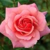 Pink Shrub Rose 'Festive Jewel' 4Ltr Pot 1 Pink Shrub Rose 'Festive Jewel' 4Ltr Pot -Green Garden Shop 5011622212486