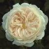 Cream Shrub Rose 'Macmillan Nurse' 4Ltr Pot
