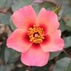 Pink Floribunda Rose 'For Your Eyes Only' 3Ltr Pot -Green Garden Shop 5011622214329