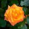 Orange Climbing Rose 'Redova Courtyard' 4Ltr Pot