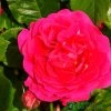 Pink Climbing Rose 'Pasillo Courtyard' 3Ltr Pot -Green Garden Shop 5011622220641