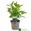 Aucuba Japonica 'Rozannie' 3Ltr Pot -Green Garden Shop 5019756125054 188b3fe9 b8bd 4ed6 9f84 9656eb883ad6