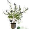 Caryopteris X Clandonensis 'Kew Blue' 3Ltr Pot -Green Garden Shop 5019756141337
