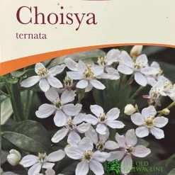 Choisya Ternata Mexican Orange Blossom Plant 3Ltr Pot