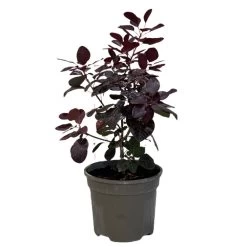 Cotinus 'Royal Purple' Smoke Tree 3 Ltr Pot