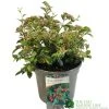 Cotoneaster Franchetii 3Ltr Pot 2 Cotoneaster Franchetii 3Ltr Pot -Green Garden Shop 5019756161250 4ddea0b2 09ed 444b ad62 aae6ee9a3da9