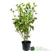 Griselinia Littoralis 3Ltr Pot 1 Griselinia Littoralis 3Ltr Pot -Green Garden Shop 5019756190328