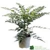 Mahonia 'Charity' Plant 3Ltr Pot 1 Mahonia 'Charity' Plant 3Ltr Pot -Green Garden Shop 5019756219425