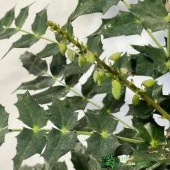 Mahonia 'Charity' Plant 3Ltr Pot -Green Garden Shop 5019756219425 2