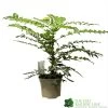 Mahonia 'Winter Sun' Plant 3Ltr Pot 1 Mahonia 'Winter Sun' Plant 3Ltr Pot -Green Garden Shop 5019756219593