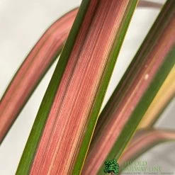 Phormium 'Jester' Flax 3Ltr Pot -Green Garden Shop 5019756670905 2