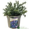 Ceanothus 'Blue Mound' Californian Lilac 3Ltr Pot 2 Ceanothus 'Blue Mound' Californian Lilac 3Ltr Pot -Green Garden Shop 5019756678222 a8b772e1 2401 4a7b 840f 47ad9ae8e739