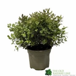 Pittosporum 'Tom Thumb' 3Ltr Pot