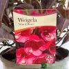 Weigela 'Wine & Rose' Plant 3Ltr Pot -Green Garden Shop 5019756883572 cf02a588 eef7 4aad ad6e 80dee0e0da33